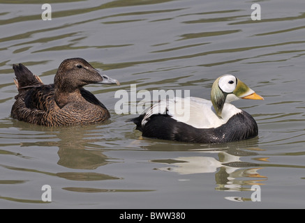 Spectacled Eider (Somateria fischeri) adult pair, swimming, captive Stock Photo