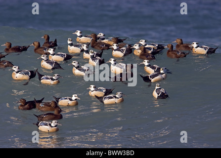 Steller's Eider (Polysticta stelleri) adult males and females, flock at sea, Northern Norway, march Stock Photo