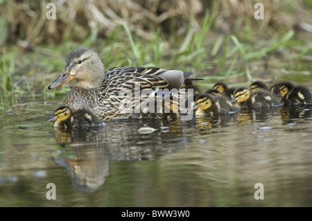 Mallard Duck (Anas platyrhynchos) adult female, swimming with ducklings, Islay, Inner Hebrides, Scotland Stock Photo