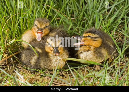 Mallard Duck (Anas platyrhynchos) three ducklings, calling, Suffolk, England, may Stock Photo