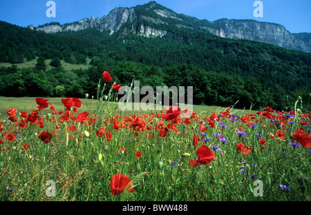 Switzerland Europe Canton Grisons Graubunden Grisons at Domat-Ems meadow poppies cornflowers flowers colorfu Stock Photo