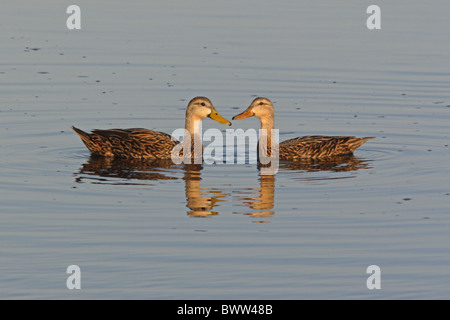 Mottled Duck (Anas fulvigula) adult pair, displaying on water, Sanibel Island, Florida, U.S.A., february Stock Photo