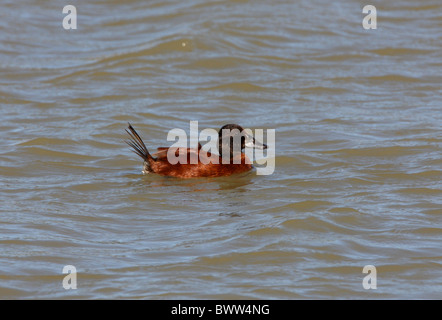 Lake Duck (Oxyura vittata) adult male, swimming on pampas lagoon, Buenos Aires Province, Argentina, january Stock Photo