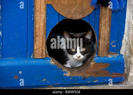 Curious domestic cat (Felis catus) looking through cat flap in door Stock Photo