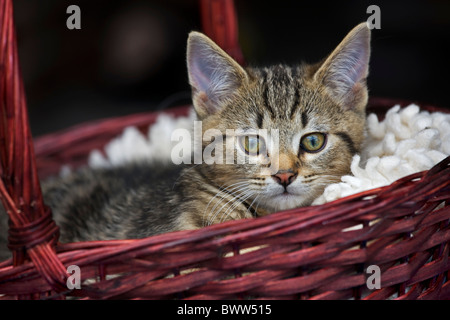 Domestic cat (Felis catus) resting in red basket Stock Photo