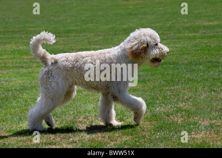 Standard poodle (Canis lupus familiaris) in garden Stock Photo - Alamy