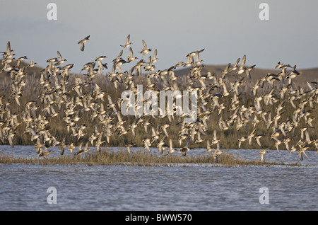 Common Teal (Anas crecca) flock, in flight over wetland habitat, Nofolk, England, winter Stock Photo