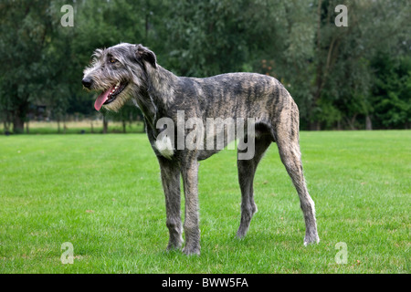 Irish wolfhound (Canis lupus familiaris) in garden Stock Photo