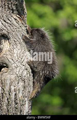 auf Baum - on tree Jungtier - young kletternd - climbing porcupine porcupines rodent rodents mammal mammals animal animals Stock Photo
