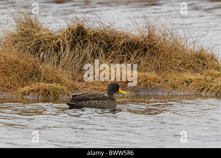 Yellow billed Duck (Anas undulata) adult, swimming in upland lake, Bale Mountains N.P., Oromia, Ethiopia, april Stock Photo