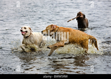 Golden retrievers (Canis lupus familiaris) playing in pond with stick Stock Photo