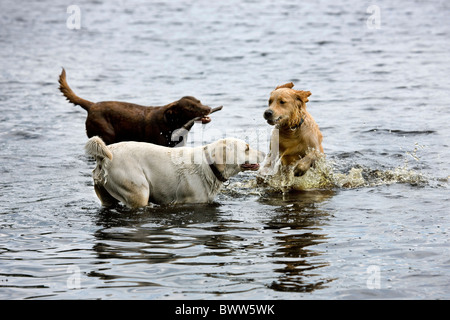 Golden retrievers (Canis lupus familiaris) playing in water Stock Photo