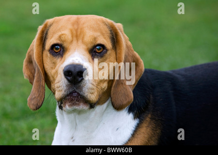 Beagle (Canis lupus familiaris) close-up Beagle (Canis lupus familiaris) close up Stock Photo