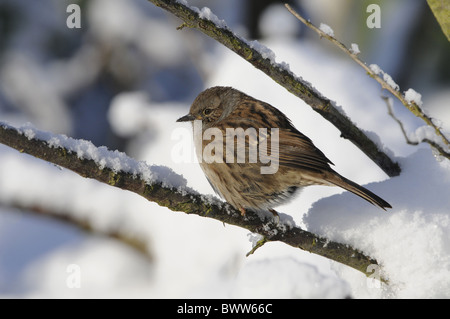 Dunnock (Prunella modularis) adult, perched on branch in snow, Norfolk, England, december Stock Photo