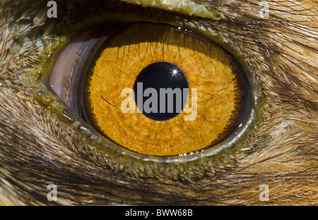 Booted Eagle (Hieraaetus pennatus) adult, close-up of eye, Spain Stock Photo