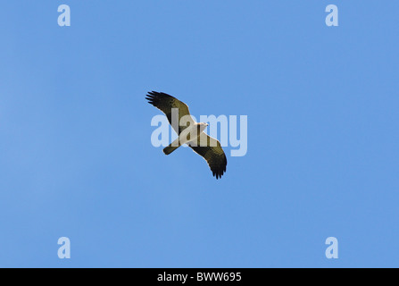 Booted Eagle (Hieraaetus pennatus) immature, in flight, Morocco, april Stock Photo