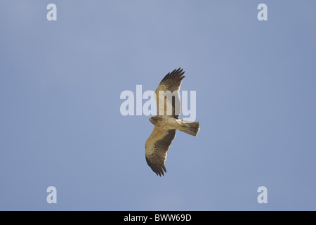 Booted Eagle (Hieraaetus pennatus) adult, pale form, in flight, migrating, Tarifa, Cadiz, Andalusia, Southern Spain, autumn Stock Photo