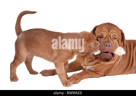 are bones easily digested by a dogue de bordeaux