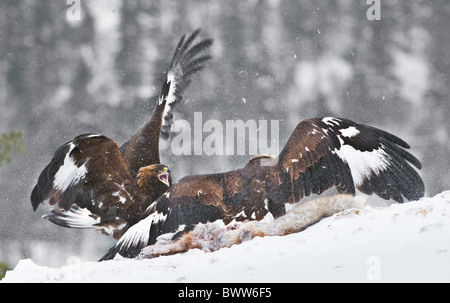 Golden Eagle (Aquila chrysaetos) two immatures, feeding, fighting over Red Fox (Vulpes vulpes) carcass in snow, Norway, winter Stock Photo