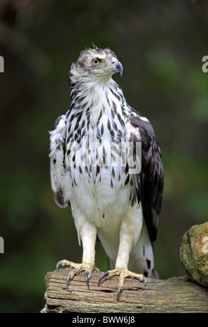 African Hawk-eagle (Hieraaetus spilogaster) adult, perched on log, South Africa Stock Photo