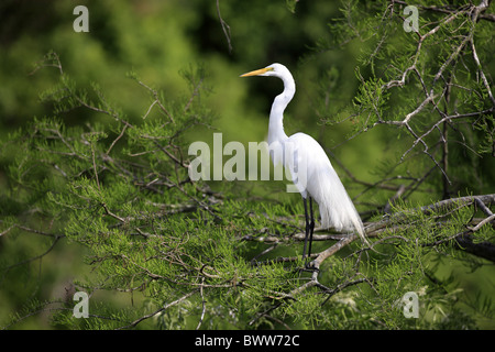 Great Egret (Casmerodius albus) adult, breeding plumage, perched in tree, Florida, U.S.A. Stock Photo