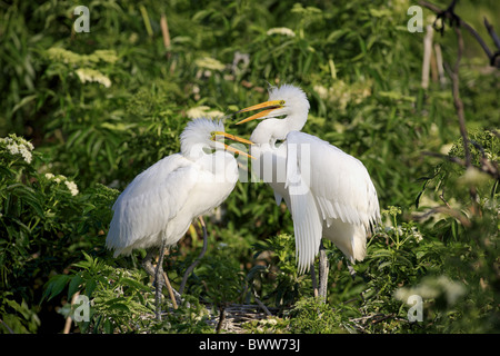Great Egret (Casmerodius albus) two chicks, standing on nest in tree, Florida, U.S.A. Stock Photo