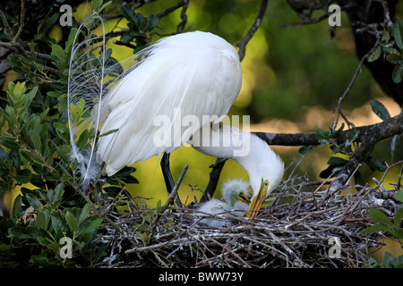 Great Egret (Casmerodius albus) adult, at nest with chicks, Florida, U.S.A. Stock Photo