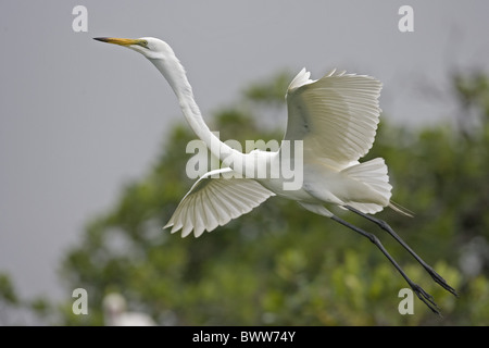 Great White Egret (Egretta alba) adult, breeding plumage, in flight, mangrove wetland, Senegal Stock Photo