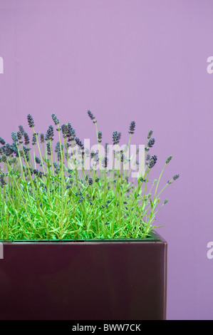 Lavendel Vor Lila Wand Lavender In Front Of A Purple Wall Stock Photo Alamy