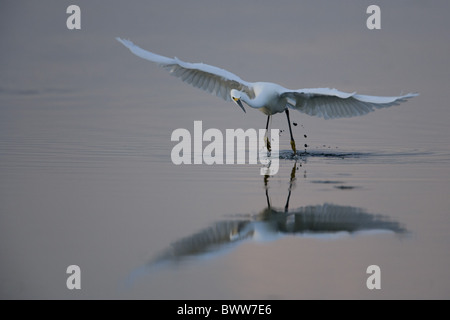 Snowy Egret (Egretta thula) adult, in flight over lake at dawn, reflection in water, Crooked Tree Wildlife Reserve, Belize Stock Photo