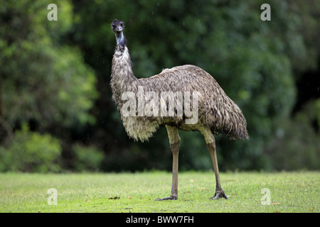Emu (Dromaius novaehollandiae) adult, standing on grass in rainfall, Australia Stock Photo