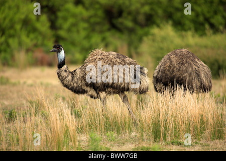 Emu (Dromaius novaehollandiae) adult pair, in long grass, Wilson's Promontory N.P., Victoria, Australia Stock Photo