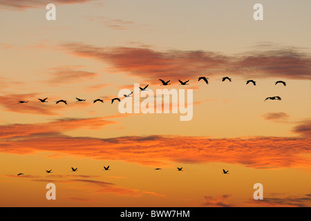 Common / Eurasian cranes (Grus grus) flying from roost site at sunrise, silhouetted against red dawn sky. Stock Photo