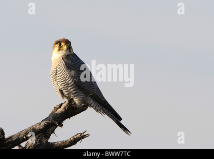 Red-necked Falcon (Falco chicquera) adult, perched on branch, Etosha N.P., Kunene, Namibia Stock Photo