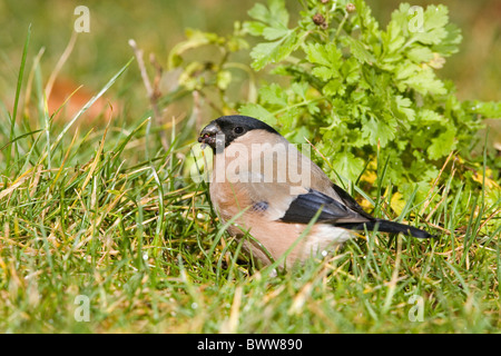 Eurasian Bullfinch (Pyrrhula pyrrhula) adult female, feeding on ground, Suffolk, England, january Stock Photo