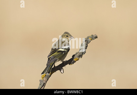 Chaffinch (Fringilla coelebs) adult female, perched on twig, Spain Stock Photo