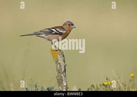Chaffinch (Fringilla coelebs) adult male, perched on stick, Spain Stock Photo