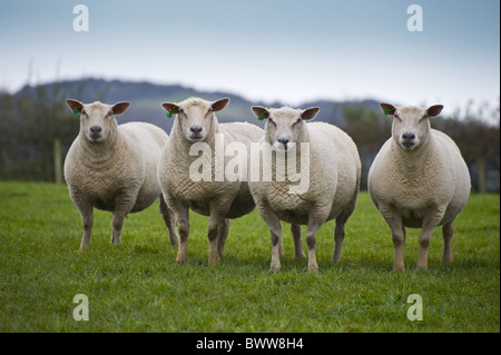 Charollais Geldard Sheep sheep domestic farm farms farming hoofed mammal mammals animal animals domesticated livestock ruminant Stock Photo