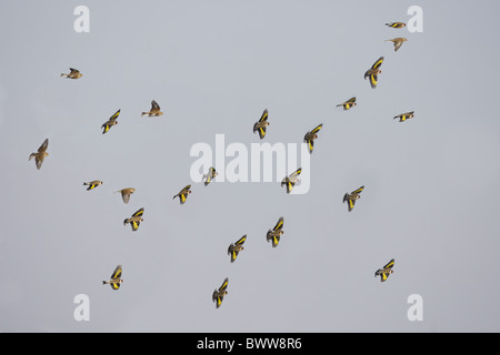 European Goldfinch (Carduelis carduelis) and Eurasian Linnet (Carduelis cannabina) mixed flock in flight, Spain, winter Stock Photo