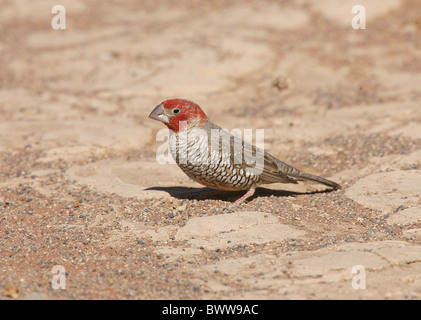 Red-headed Finch (Amadina erythrocephala) adult, standing on ground, Namibia Stock Photo
