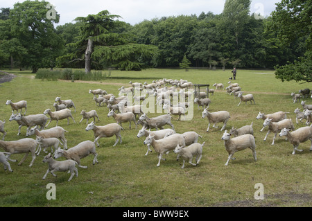 Lleyn ewes lambs sheep sheep domestic farm farms farming hoofed mammal mammals animal animals domesticated livestock ruminant Stock Photo