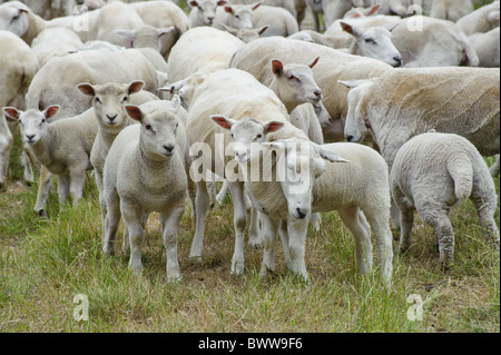 Lleyn ewes lambs sheep sheep domestic farm farms farming hoofed mammal mammals animal animals domesticated livestock ruminant Stock Photo