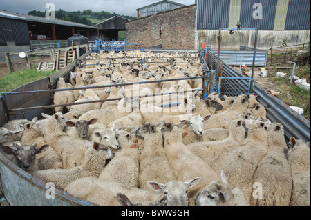 Charollais Mule ewes lambs shepherd stores sheep domestic farm farms farming hoofed mammal mammals animal animals domesticated Stock Photo