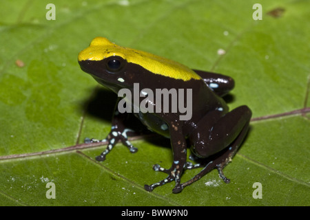 Green backed Mantella Frog - Madagascar Stock Photo