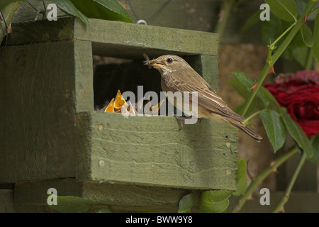 Spotted Flycatcher (Muscicapa striata) adult, at garden nestbox, feeding hoverfly to begging chicks, Borders, Scotland Stock Photo