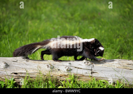 Mutter mit Baby - mother with baby Tragegriff Nackenbiss - bite to carry skunk skunks mustelid mustelids mammal mammals animal Stock Photo