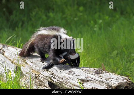 Mutter mit Baby - mother with baby Tragegriff Nackenbiss - bite to carry skunk skunks mustelid mustelids mammal mammals animal Stock Photo