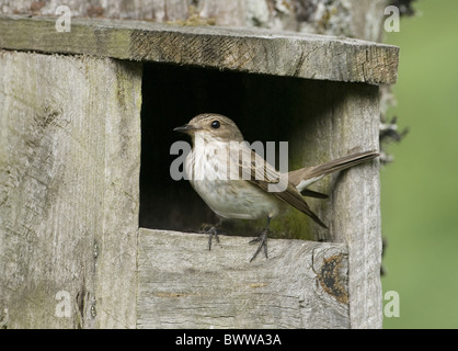 Spotted Flycatcher (Muscicapa striata) adult, perched at open fronted nestbox, England Stock Photo