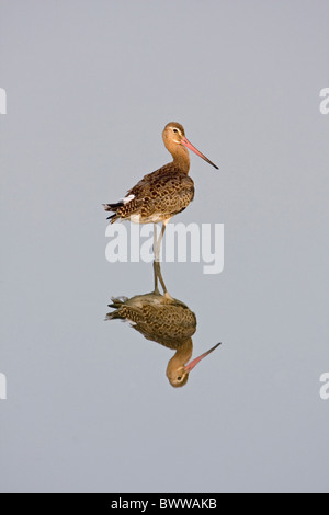 Black-tailed Godwit (Limosa limosa) adult, standing in water with reflection, Minsmere RSPB Reserve, Suffolk, England, september Stock Photo