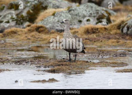 Blue-winged Goose (Cyanochen cyanopterus) adult, standing in upland bog, Bale Mountains N.P., Oromia, Ethiopia, april Stock Photo